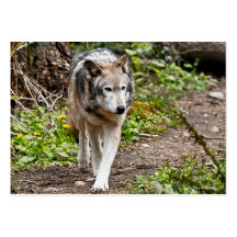 Lobo Modelo Cartoes De Visita