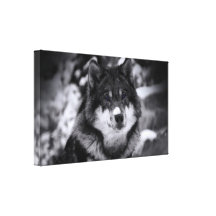 Lobo solitário impressão de canvas envolvidas