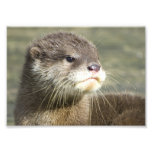 Lontra bonito do bebê foto arte