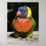 Lorikeet Poster