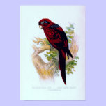 Lory Azul-Listrado vermelho placa de livro antiga  pôsteres