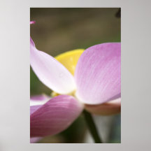 Lotus Poster