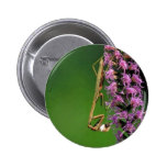 Louva-a-deus rapinando em blazingstar denso pins