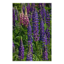 Lupines Foto Artes