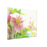 Luz do sol brilhante em flores do Hellebore Impressão De Canvas Envolvidas