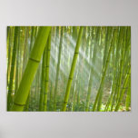 Luz solar da manhã que filtra através do bambu posteres