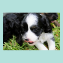 Maca 6 da aguardente a ?a pôsteres