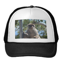Macaco de Barbary Bone