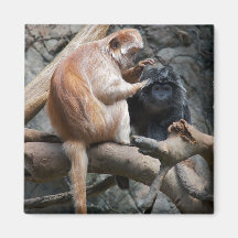 MACACO DE LUTUNG IMA