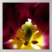 macro da tulipa pôsteres