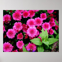Mães cor-de-rosa poster