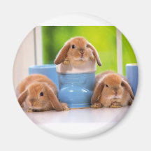 mag in rabbits 冷蔵庫用マグネット