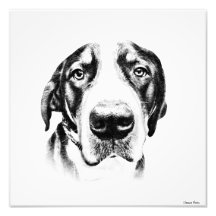 Maior cão suíço da montanha foto