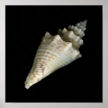 Mar Shell Posters