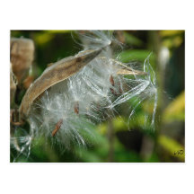 Maravilhas de sementes de Nature~ Cartoes Postais