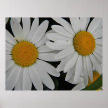 Margarida branca na flor completa posteres