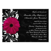 Margarida fúcsia do Gerbera do rolo com preto e br Convites Personalizado