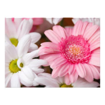 Margaridas cor-de-rosa e brancas convites