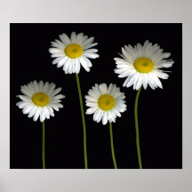 Margaridas de Shasta Poster