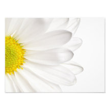 Margaridas personalizadas fundo da flor da margari artes de fotos