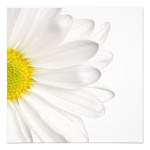 Margaridas personalizadas fundo da flor da margari convites