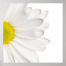 Margaridas personalizadas fundo da flor da margari pôsteres