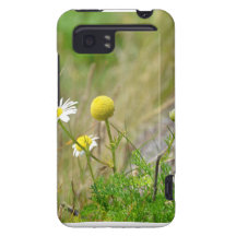 Margaridas selvagens Vivid/Raider capa