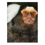 Marmoset Cartao Postal