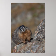 Marmota no parque nacional de montanha rochosa posteres