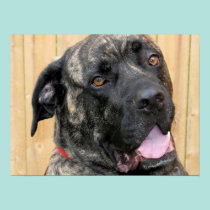 Mastiff de Neopolitan - ciclone 03 pôsteres
