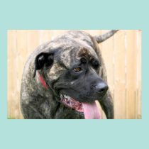 Mastiff de Neopolitan - ciclone 10 pôsteres
