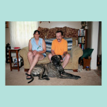 Mastiff de Neopolitan - ciclone 30 pôsteres