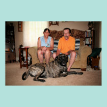 Mastiff de Neopolitan - ciclone 31 pôsteres