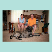 Mastiff de Neopolitan - ciclone 32 pôsteres