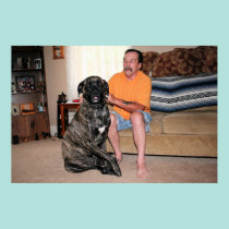 Mastiff de Neopolitan - ciclone 34 pôsteres