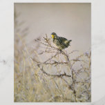 Meadowlark ocidental panfletos