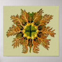 Melocactus de Cynthia, Ernst Haeckel Pôsteres