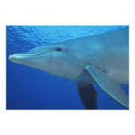 México, Cozumel. Golfinho de Bottlenosed, Tursiops Foto
