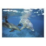 México, Cozumel. Golfinho de Bottlenosed, Tursiops Fotografia