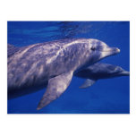 México, Cozumel. Golfinho de Bottlenosed, Tursiops Cartão Postal