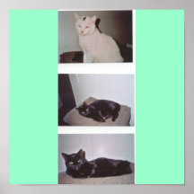 Miezi e Pussy Pôsteres
