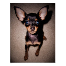 mini pinscher. cartões postais