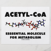 Molécula Acetil-CoA essencial para o metabolismo Panfletos Coloridos