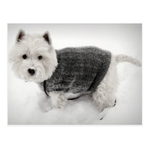 Montanhas ocidentais Terrier na camisola na neve Cartoes Postais
