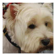 Montanhas Terrier branco ocidentais Convites Personalizados