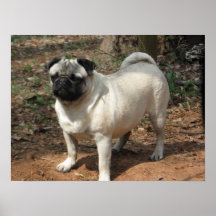 Monty o poster do Pug