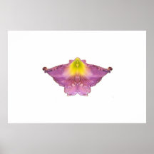 Mosca da tulipa posters