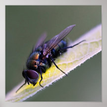 Mosca Poster