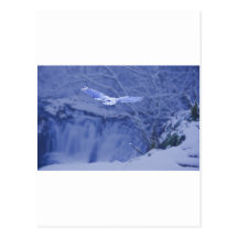 Moulton cai Washington - espírito nevado da coruja Cartao Postal