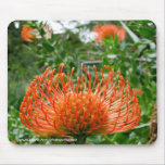 Mousepad - flor de coxim do pino do Protea mousepads